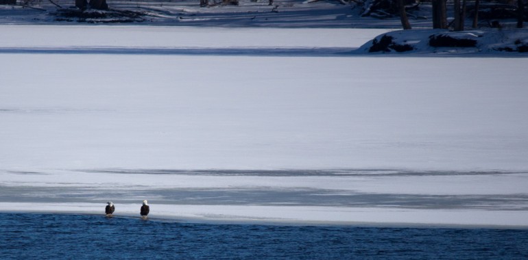 Where the Bald Eagles vacation in the winter.